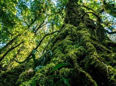 Devasa yaşlı bir ağaç köklerinin görüntüsünü Ooutdoor yosun, gizemli Highlands orman kaplı. Kalıntı yosunlu orman - Doi Inthanon Milli Parkı ıslak
