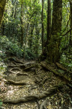 Açık devasa yaşlı bir ağaç köklerinin görüntüsünü yosun, gizemli Highlands orman kaplı. Kalıntı yosunlu orman - Doi Inthanon Milli Parkı ıslak