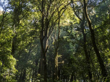 Bir eski ağaçlar, yosun, gizemli Highlands orman kaplı açık görüntü. Kalıntı yosunlu orman - Doi Inthanon Milli Parkı ıslak