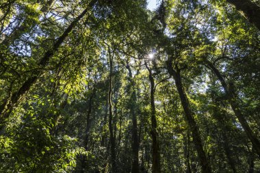 Bir eski ağaçlar, yosun, gizemli Highlands orman kaplı açık görüntü. Kalıntı yosunlu orman - Doi Inthanon Milli Parkı ıslak
