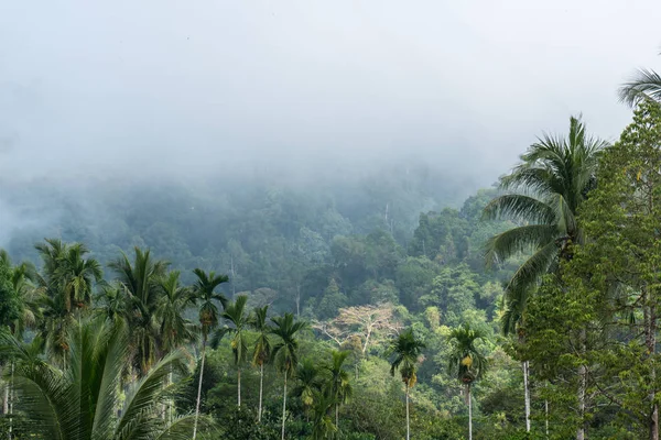 Ladskape van de wilde natuur van tropisch Thailand. Beboste bergen roken. Ochtend mist en wolken boven groenblijvende coniferen. — Stockfoto