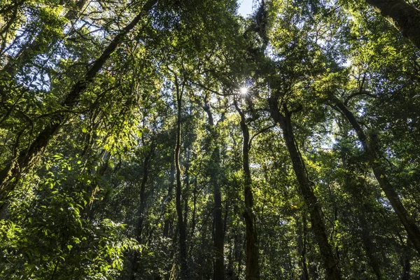 Imagem ao ar livre de uma velha árvore, coberta de musgo, misteriosa floresta das Terras Altas. Floresta musgosa úmida relíquia - Doi Inthanon National Park — Fotografia de Stock