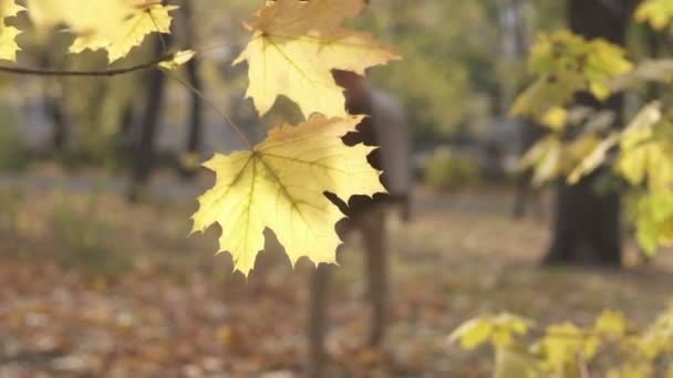 Молодий вуличний чоловік в сонцезахисних окулярах ходить в осінньому парку і рве жовтий кленовий лист — стокове відео