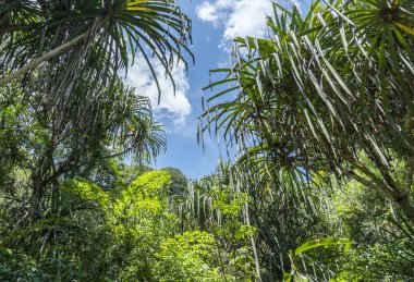 Avuç içi ve bambu bir tropikal ormanda yemyeşil ormanlar