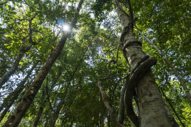 Yaklaşık ve bambu bir tropikal ormanda yemyeşil ormanlar