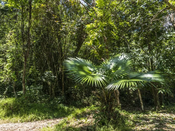 Lush Jungles with palms and Bamboo in a Tropical Forest