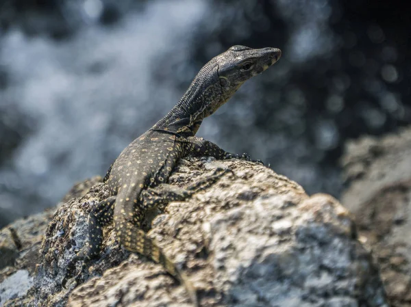Pequeno filhote de Monitor Lizard na pedra perto de uma cachoeira — Fotografia de Stock