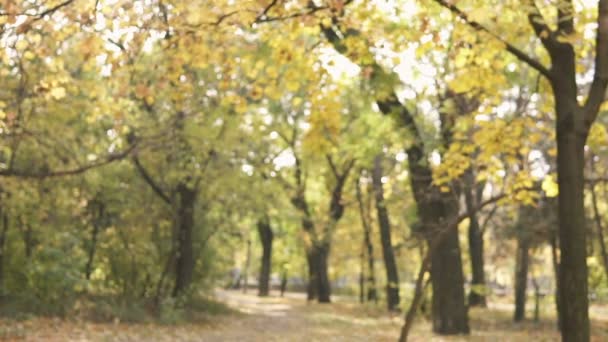 Молодий вуличний чоловік в сонцезахисних окулярах ходить в осінньому парку і кидає купи жовтого кленових листя — стокове відео