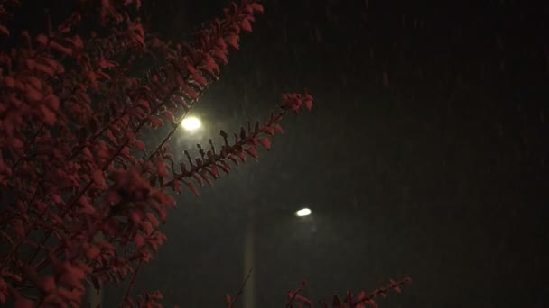 Νιφάδες χιονιού πέφτουν το βράδυ σχετικά με το δέντρο στο κόκκινο φως — Αρχείο Βίντεο