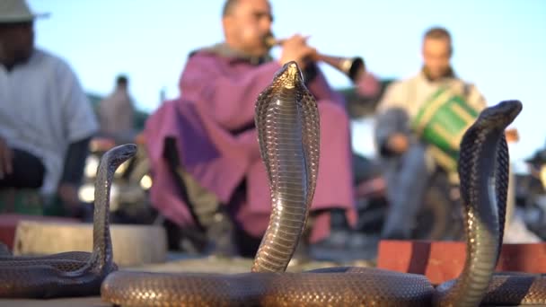 Cobra varázslatos. Snake, hogy elbűvölte a zene által játszott ember az utcán Marrakech, Marokkó — Stock videók