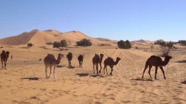 Deve, Fas, Afrika Erg Chebbi çölünde arka planda yüksek kum tepeleri ile bir çölden yürüyor.