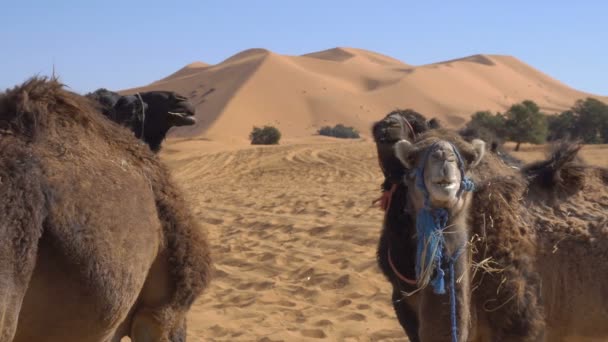 Chameau manger du blé de foin et chomping dans le désert avec des dunes de sable sur le fond — Video