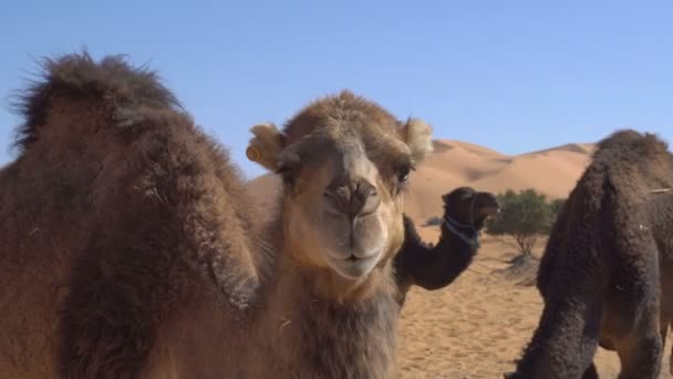 Κοντινό κομμάτι καμήλας τρώγοντας σιτάρι από σανό και Φαγά στην έρημο με αμμόλοφους στο παρασκήνιο — Αρχείο Βίντεο