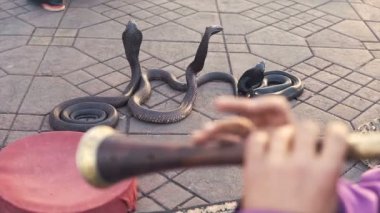 Cobra büyüleyici. Yılan, Marakeş, Fas sokakta adam tarafından oynanan müzik tarafından charmed olmak