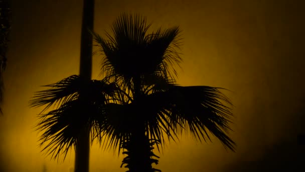 暖かい光で夜に古代の城の壁にヤシの木の陰 — ストック動画