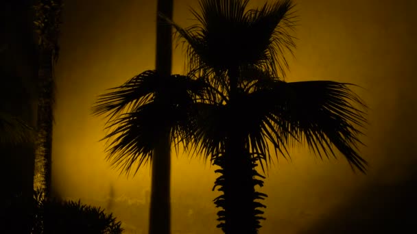 Тень пальмы на древней стене замка ночью с теплым освещением — стоковое видео