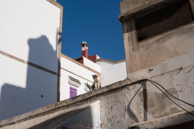 Sokak Kitty Cat içinde Fas Essaouira sokaklarında balıkçılık liman ve Medine renkli duvar yakın. Kartpostal, seyahat konsepti