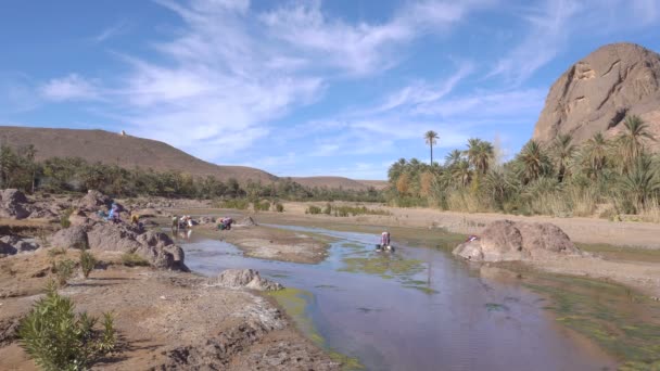 Grupo de mujeres marroquíes lavando tela en el río que fluye en Oasis De Fint cerca de Ourzazate en Marruecos, África del Norte . — Vídeos de Stock