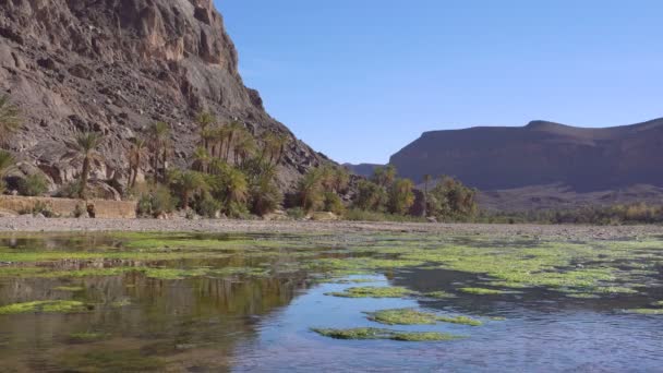 Hermoso paisaje oasis en Oasis De Fint cerca de Ourzazate en Marruecos, norte de África . — Vídeos de Stock