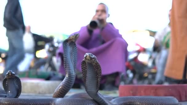 Cobra varázslatos. Snake, hogy elbűvölte a zene által játszott ember az utcán Marrakech, Marokkó — Stock videók