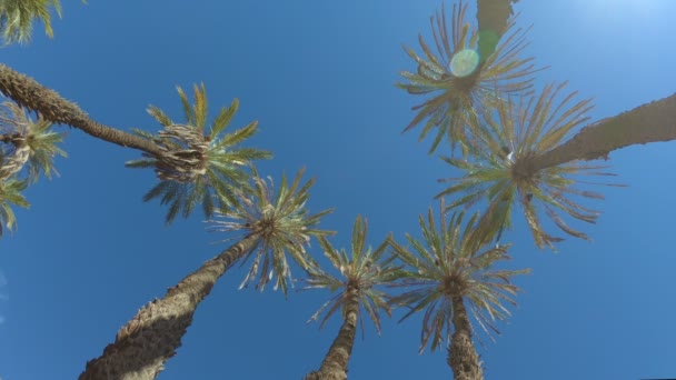 Toppvy på omgivande datum palmer i solsken. — Stockvideo