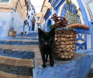 Chefchaouen, Fas mavi boyalı sokaklarında siyah kedi