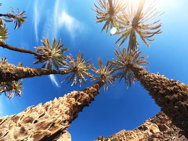 Top view on Surrounding Dates palm trees in sunshine — Stock Photo, Image