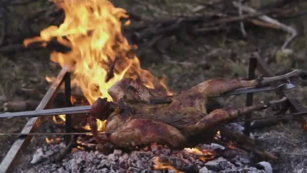 Fowl préparation, Thème de chasse. Cuisson d'un corps entier de faisan sur une brochette de fer sur un feu de camp avec des charbons brûlants et des flammes chaudes faites sur le sol, vue rapprochée d'un délicieux oiseau brun croustillant — Video