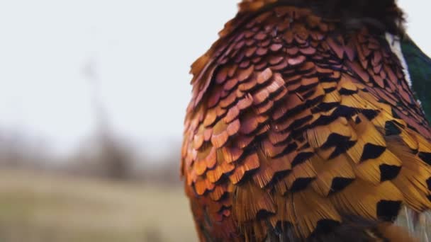 Peří ptačí samec Bažant vrtět na venkovní vítr v poli — Stock video