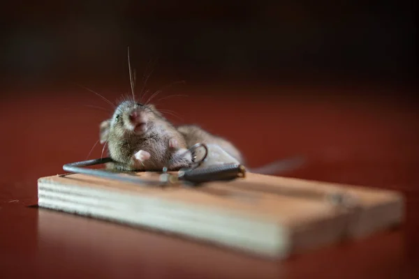 Dead mouse killed in a mouse trap on wooden floor in House — Stock Photo, Image