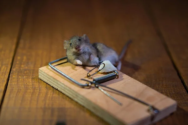 Mrtvá myš zabita v pasti myši na dřevěné podlaze v domě — Stock fotografie