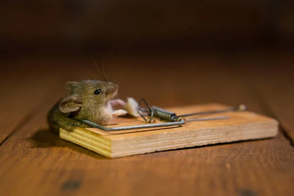 Mouse morto morto em uma armadilha de rato no chão de madeira em House — Fotografia de Stock