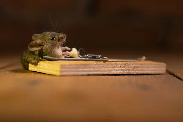 死老鼠在房子的木地板上的老鼠陷阱中被杀 — 图库照片