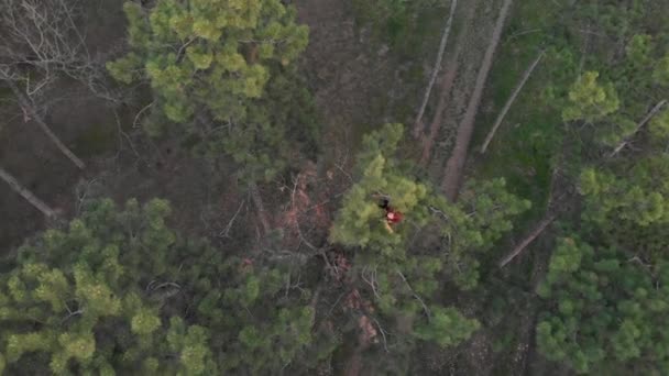 Chica pelirroja deportiva activa subir a la cima del pino. Tiro aéreo Bosque de coníferas — Vídeos de Stock