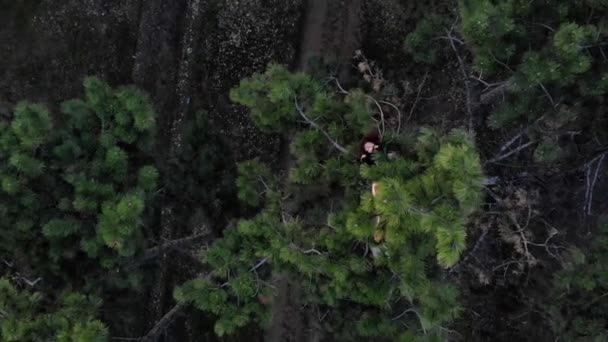 Vliegende luchtfoto van actieve sportieve roodharige meisje comfortabel leggen op de kroon van Pine Tree in naaldbossen — Stockvideo