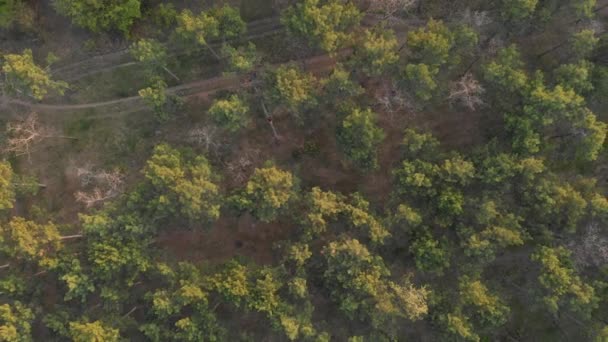 Chica pelirroja deportiva activa subir a la cima del pino. Tiro aéreo Bosque de coníferas — Vídeo de stock