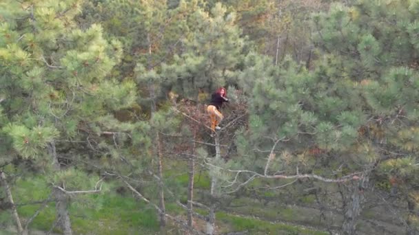 Menina ruiva desportiva ativa subir no topo do pinheiro. Tiro aéreo Floresta de coníferas — Vídeo de Stock