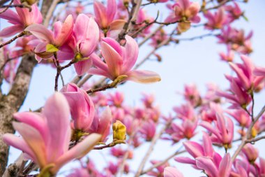 Arka planda pembe çiçeklerile Blooming Magnolia ağaç dalları. İlkbahar sezonu