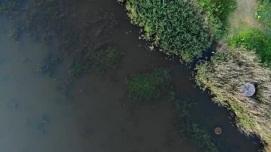 Alt görünüm Su otları üzerinde oturan büyük kurbağalar ile gölet kapanış