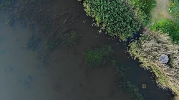 Pohled dolů uzavření k rybníku s velkými žábami na vodní trávě — Stock video