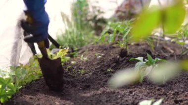Kadın elleri mavi lastik eldivenlerle arka bahçedeki bahçeye tohum ekiyor. Özel evin yanında.