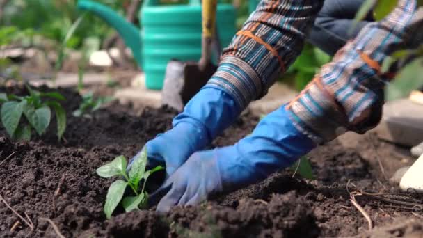 Женщина в синих резиновых перчатках сажает саженцы в почве во дворе сада рядом с частным домом — стоковое видео