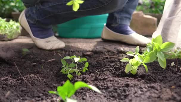 Vrouw handen in blauw rubber handschoenen planten zaailingen in de grond in de achtertuin in de buurt van prive-huis — Stockvideo