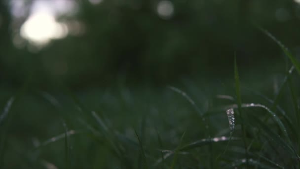 Tau auf dem Gras von nackten Beinen einer Frau fallen gelassen geht barfuß in einem lila Rock in der Dämmerung durch den Wald — Stockvideo