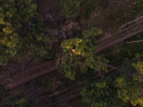 Menina ruiva desportiva ativa subiu no topo do pinheiro. Estilo de vida aéreo tiro de mulher jovem na floresta de coníferas — Fotografia de Stock