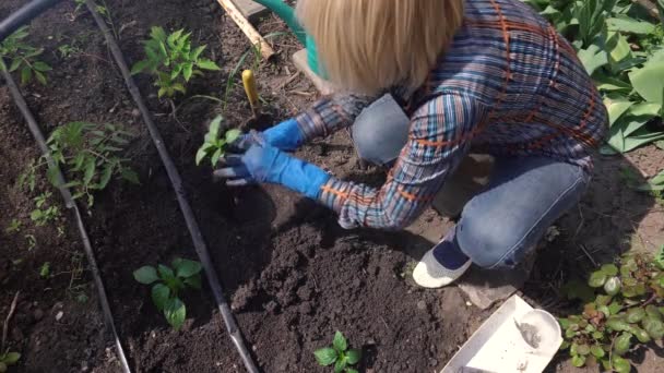 Літня жінка в синіх гумових рукавичках висаджує розсаду в грунт в саду на задньому дворі біля приватного будинку — стокове відео