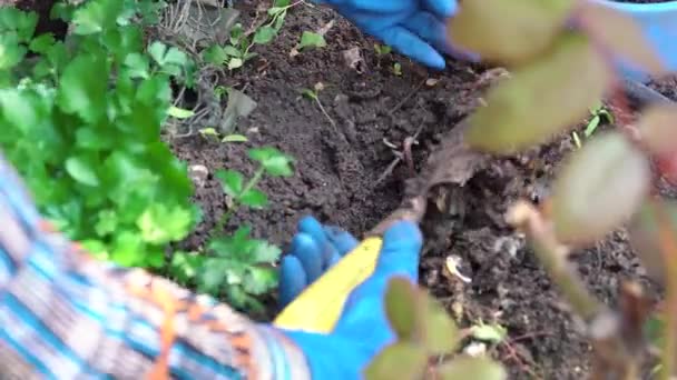 Tangan wanita dalam sarung tangan karet biru menanam bibit di tanah di kebun belakang dekat rumah pribadi — Stok Video