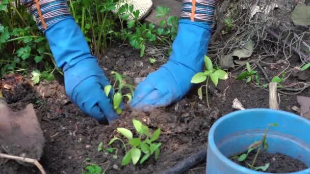 Женщина в синих резиновых перчатках сажает саженцы в почве во дворе сада рядом с частным домом — стоковое видео