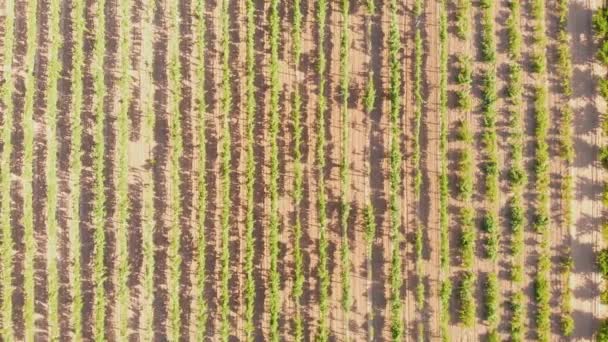 Vista aérea sobre los campos de uvas al atardecer — Vídeos de Stock