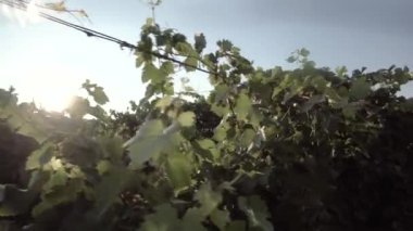 Bir şaraphane ev plantasyon büyüyen beyaz üzüm Demetleri Slayt atış